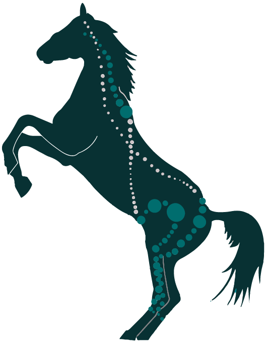 Horse turkis fascialines
